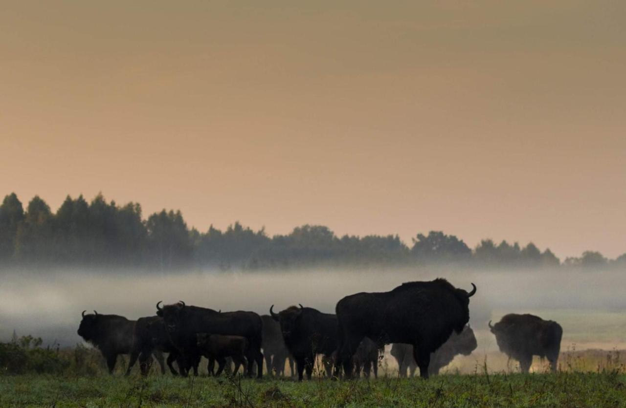 Zubrowe Siolo - Dom Nad Lakami Apartment Bialowieza Bagian luar foto